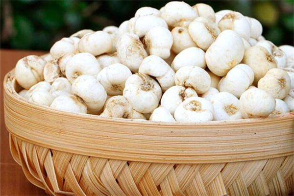 平贝母可以炖雪梨吗 平贝母煮梨多久能吃 平贝母可以炖雪梨吗 平贝母煮梨多久能吃