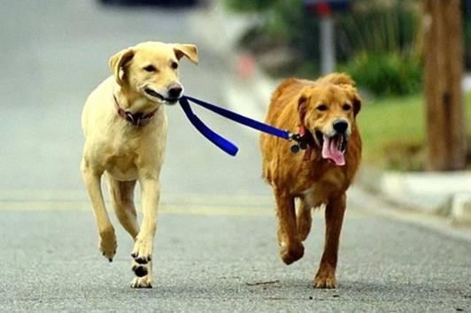 狗咬到什么程度需要打针?狗咬人20天后仍健康是不是就没事了