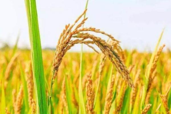 世界粮食日是每年的几月几日 世界粮食日的意义 世界粮食日是每年的几月几日 世界粮食日的意义