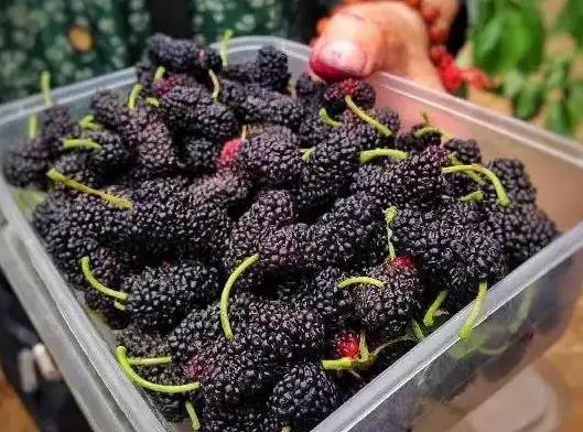 桑葚干可以泡几次水喝?桑葚干泡水水非常黑对吗