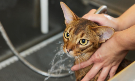 猫咪体外驱虫跳蚤是跑了还是死了3