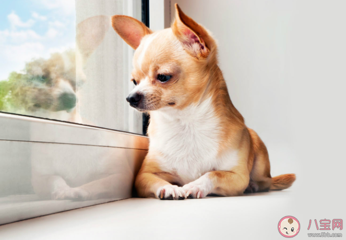 宠物托运回国要哪些手续证明 办理宠物托运你需要知道的几点 宠物托运回国要哪些手续证明 办理宠物托运你需要知道的几点