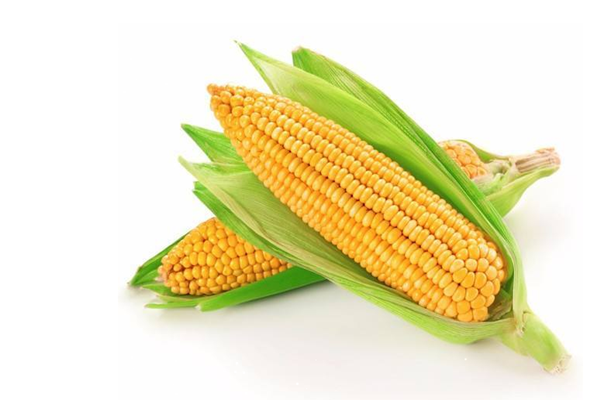 玉米是凉性还是热性 玉米是酸性还是碱性 玉米是凉性还是热性 玉米是酸性还是碱性