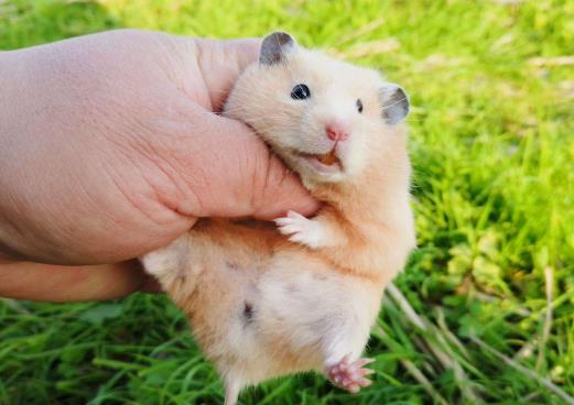 仓鼠被冻到了有哪几种表现?为什么死掉的仓鼠要马上处理