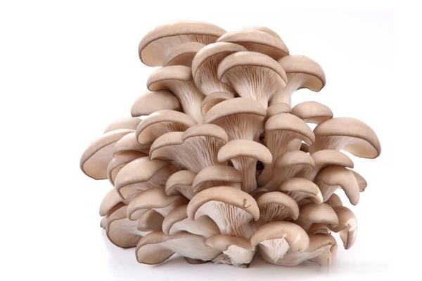 平菇能隔夜吃吗 平菇能放冰箱保鲜吗 平菇能隔夜吃吗 平菇能放冰箱保鲜吗