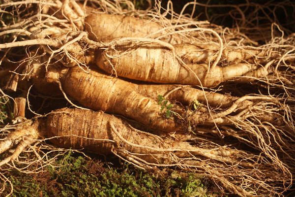 长白山人参能泡水喝吗 长白山人参泡水可以天天喝吗 长白山人参能泡水喝吗 长白山人参泡水可以天天喝吗