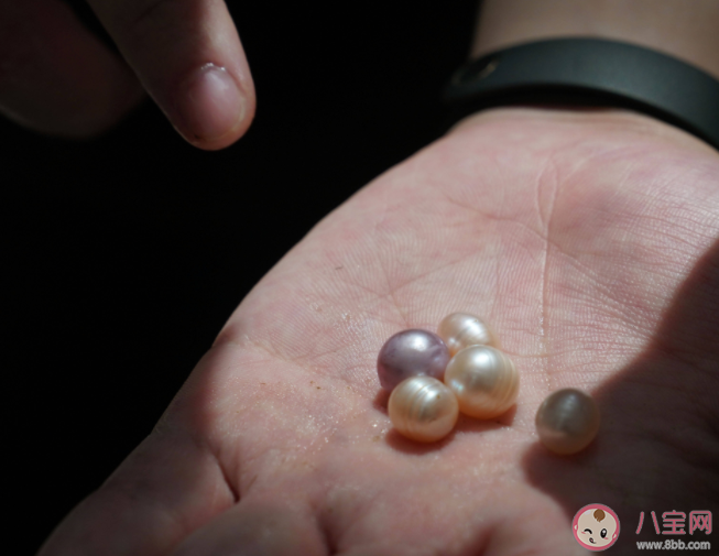 取出珍珠之后的贝肉可以吃吗 普通的河蚌怎样养成珍珠蚌 取出珍珠之后的贝肉可以吃吗 普通的河蚌怎样养成珍珠蚌