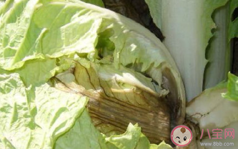 白菜芯的黑点是什么 有黑点的白菜还能吃吗 白菜芯的黑点是什么 有黑点的白菜还能吃吗