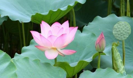 ?荷花是什么时候开的早上还是晚上2