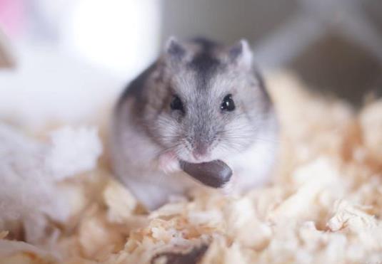 仓鼠被冻到了有哪几种表现?为什么死掉的仓鼠要马上处理