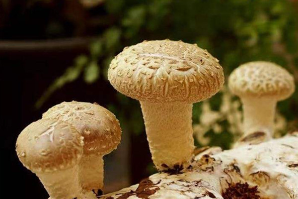 香菇减肥期间可以吃吗 香菇有减肥的功效吗 香菇减肥期间可以吃吗 香菇有减肥的功效吗