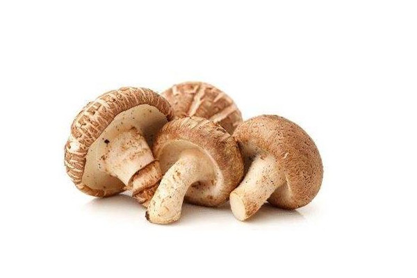 蘑菇长白毛了还能吃吗 蘑菇什么情况下就不能吃了 蘑菇长白毛了还能吃吗 蘑菇什么情况下就不能吃了