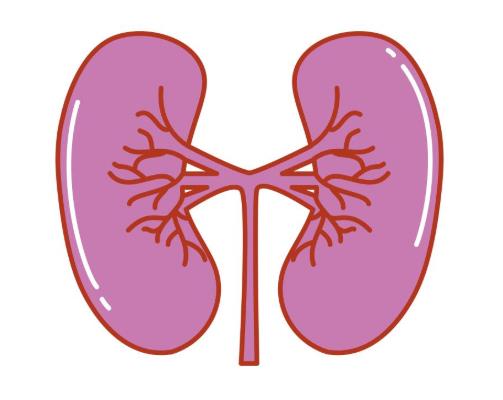 肾结晶多久变成结石?肾结晶吃什么食物好