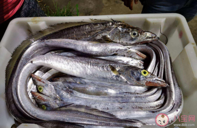 带鱼皮的颜色越白营养价值越高是真的吗 买带鱼黑眼睛好还是黄眼睛好 带鱼皮的颜色越白营养价值越高是真的吗 买带鱼黑眼睛好还是黄眼睛好