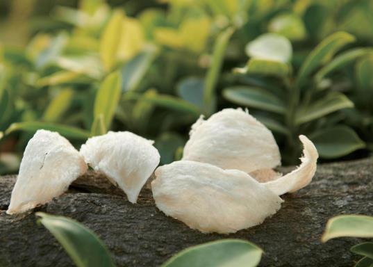 燕窝泡发不开是为什么?燕窝炖久了会化成水是真还是假