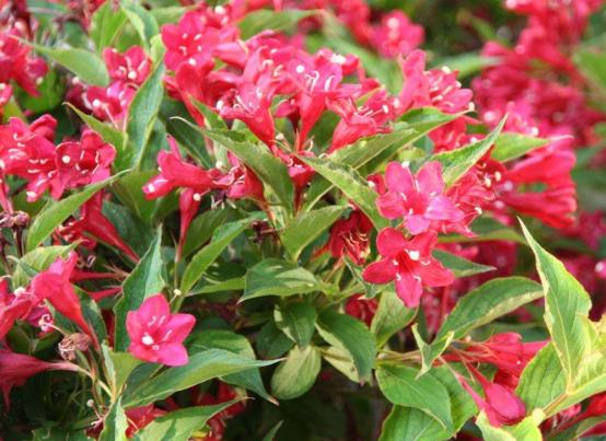 锦带花养久了会变色吗?锦带花有休眠期吗