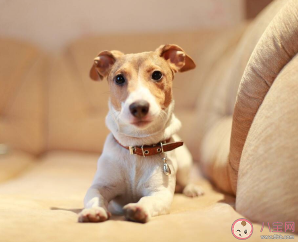 宠物托运回国要哪些手续证明 办理宠物托运你需要知道的几点 宠物托运回国要哪些手续证明 办理宠物托运你需要知道的几点