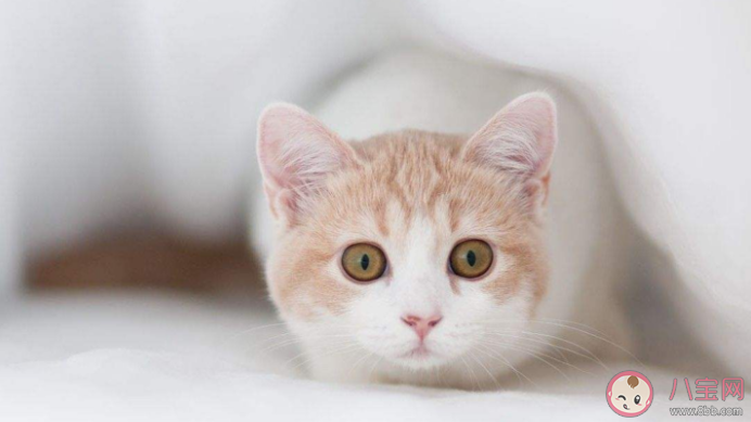 猫咪身上异味重正常吗 猫咪身上的异味来自什么 猫咪身上异味重正常吗 猫咪身上的异味来自什么