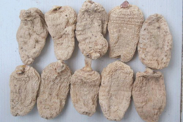 天麻会不会上火 天麻会过期吗 天麻会不会上火 天麻会过期吗