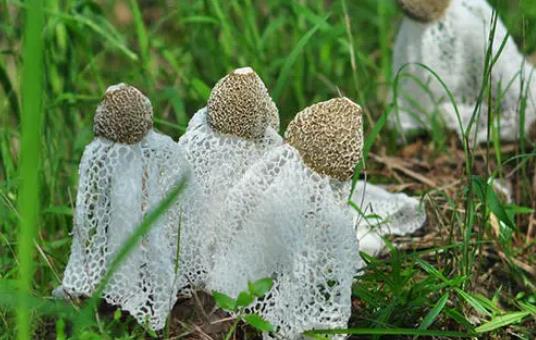 竹荪上的网可以吃吗?竹荪不能和什么一起吃?