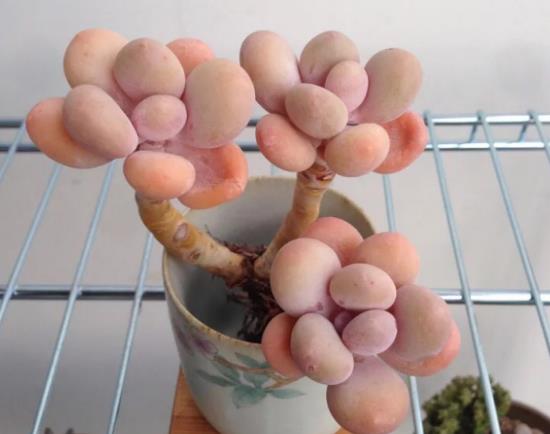 桃蛋叶片变尖了怎么补救?桃蛋变成绿色的了怎么办?