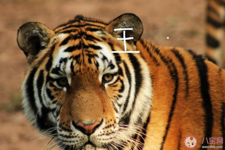 老虎头上都有一个王字吗 蚂蚁庄园4月8日答案介绍 老虎头上都有一个王字吗 蚂蚁庄园4月8日答案介绍