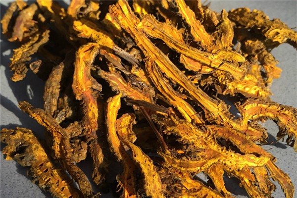 黄连可以泡水喝吗 黄连泡水的功效和作用 黄连可以泡水喝吗 黄连泡水的功效和作用