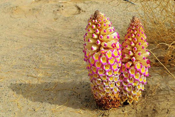 600肉苁蓉.jpg 600肉苁蓉.jpg