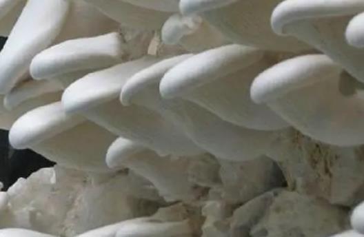 孕妇可以吃白灵菇吗?孕妇吃白灵菇有些好处?