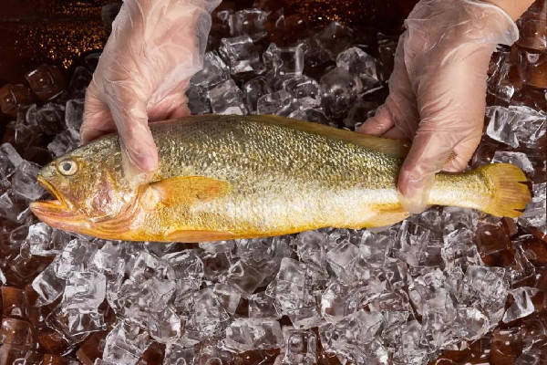 黄花鱼要去鱼鳞吗 黄花鱼处理方法 黄花鱼要去鱼鳞吗 黄花鱼处理方法