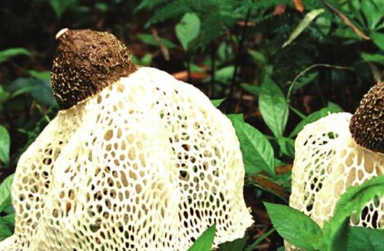 竹荪上的网可以吃吗?竹荪不能和什么一起吃?