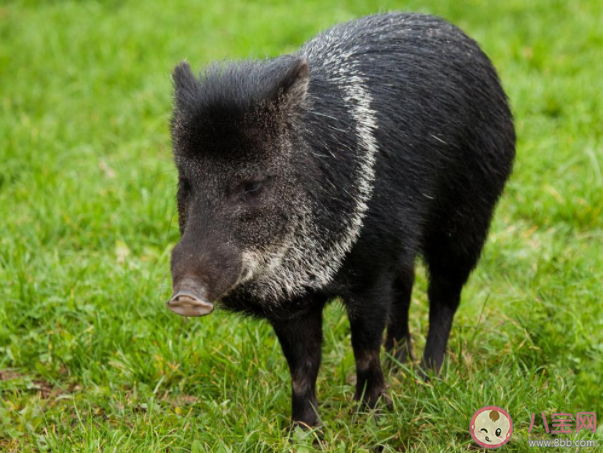 野猪泛滥成灾捕杀后能吃吗 为什么野猪泛滥成灾 野猪泛滥成灾捕杀后能吃吗 为什么野猪泛滥成灾