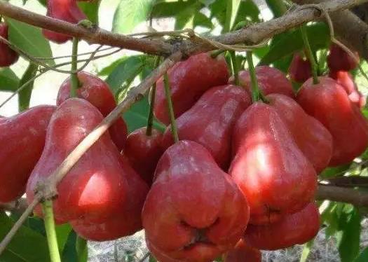 吃莲雾要削皮吗?为什么有的莲雾那么红