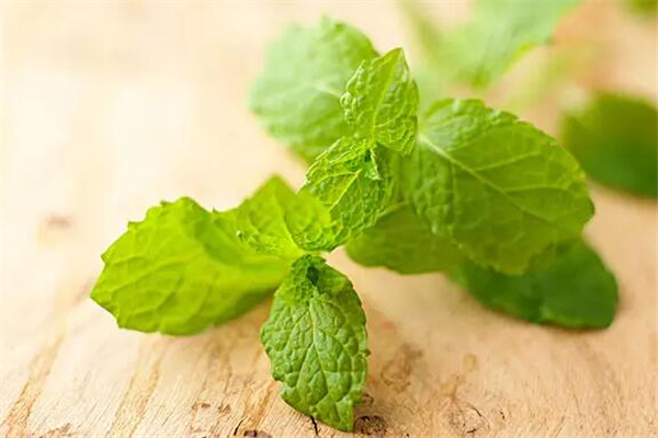 薄荷可以煮汤喝吗 薄荷煲鸡汤有什么功效 薄荷可以煮汤喝吗 薄荷煲鸡汤有什么功效