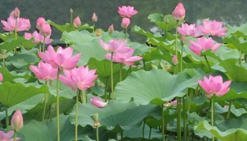 ?荷花是什么时候开的早上还是晚上3