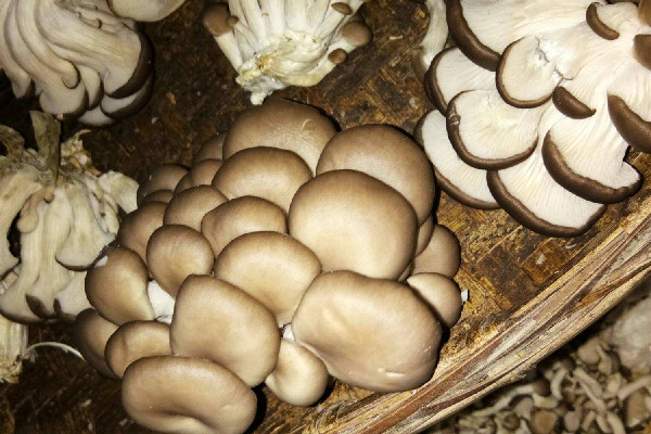 姬菇的功效和作用 姬菇可以煮汤吗 姬菇的功效和作用 姬菇可以煮汤吗