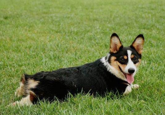 在什么条件下才会感染狂犬病?狗狗爪子划了轻微红了没破皮要紧吗