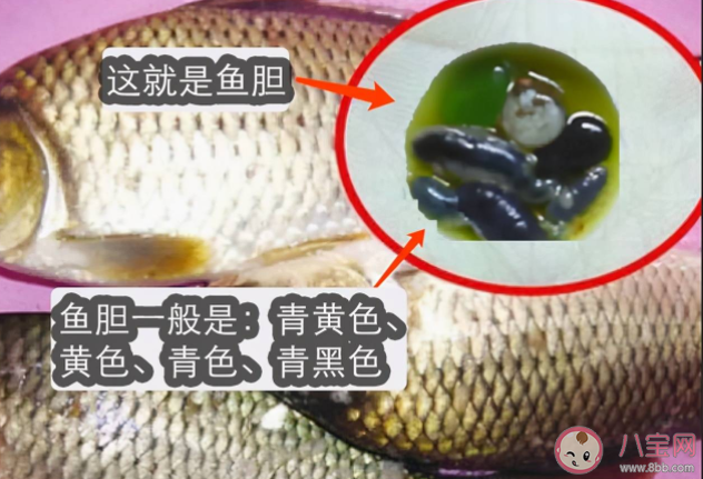 吃鱼胆对眼睛好吗 鱼胆破了怎么处理 吃鱼胆对眼睛好吗 鱼胆破了怎么处理