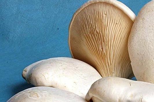 糖尿病可以吃白灵菇吗?吃白灵菇有哪些好处?