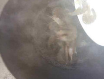 椒盐虾做法 在家也能做出饭店味道椒盐虾4