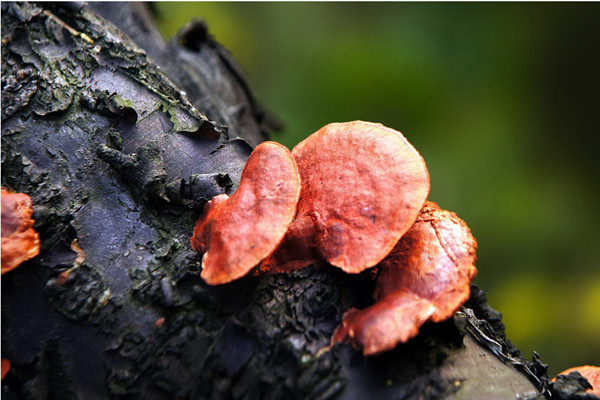 灵芝泡水可以隔夜喝吗 灵芝泡水能连续泡几天吗 灵芝泡水可以隔夜喝吗 灵芝泡水能连续泡几天吗