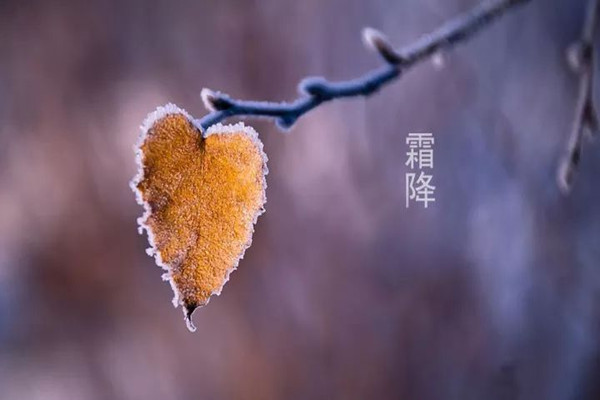 霜降一定会下霜吗 霜降温度大约是多少 霜降一定会下霜吗 霜降温度大约是多少