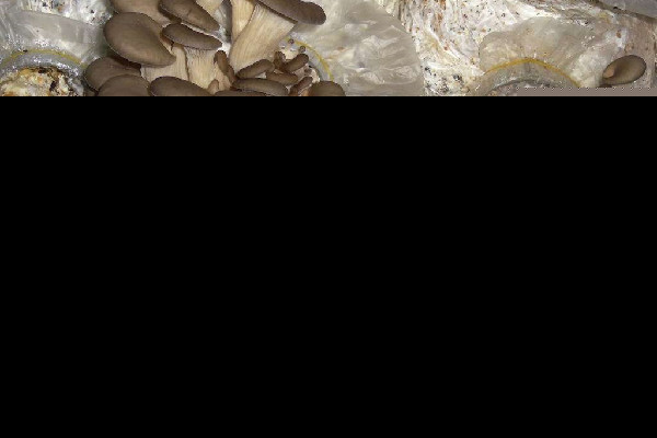 姬菇的功效和作用 姬菇可以煮汤吗 姬菇的功效和作用 姬菇可以煮汤吗