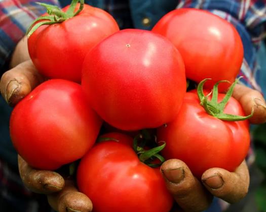普罗旺斯番茄是水果番茄吗?普罗旺斯西红柿是哪里产的