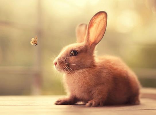 兔子喝水会不会死掉?兔子需要做绝育手术吗