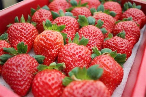 草莓可以空腹吃吗 草莓什么时间吃好