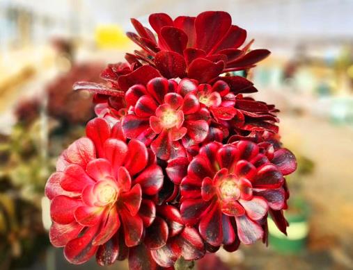 夏天买法师能种的活吗?夏天栽种脱土裸根法师需要杀菌吗