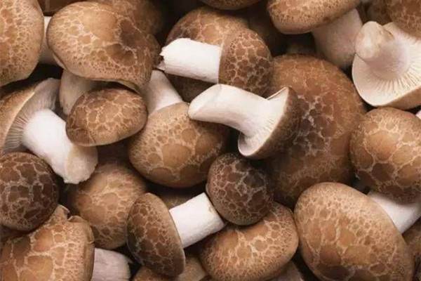 草菇怎么挑选 草菇宝宝可以吃吗