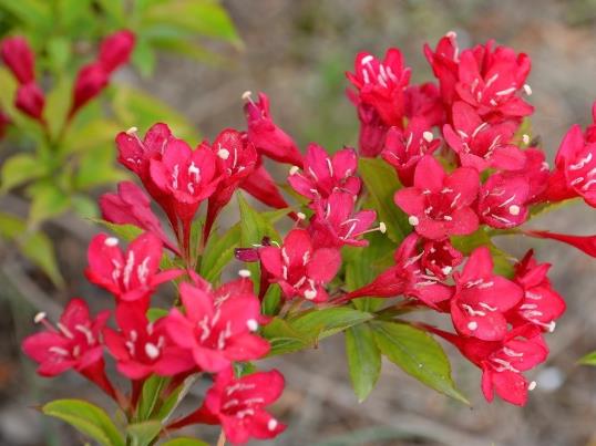 锦带花养久了会变色吗?锦带花有休眠期吗