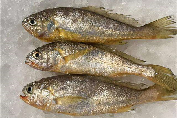 黄花鱼可以冷冻储存吗 黄花鱼怎么保鲜时间长